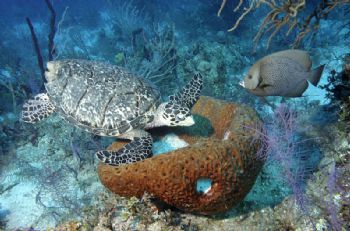 Hawksbill Turtle and Gray Angel fish sharing dinner at a ... by Victoria Collins 